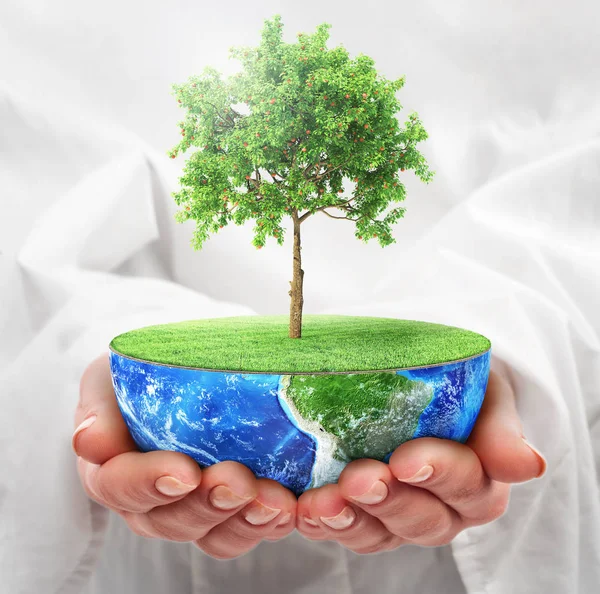 生态概念。手拿着一颗树的半个行星。拯救地球 — 图库照片