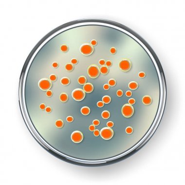 Petri dish ile bakteri kolonileri, izole beyaz arka plan üzerinde