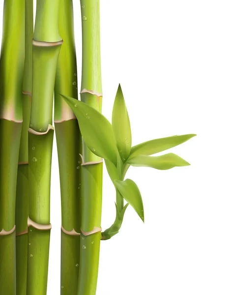 Vektor Illustration der grünen Bambusbäume Hintergrund im Wald — Stockvektor