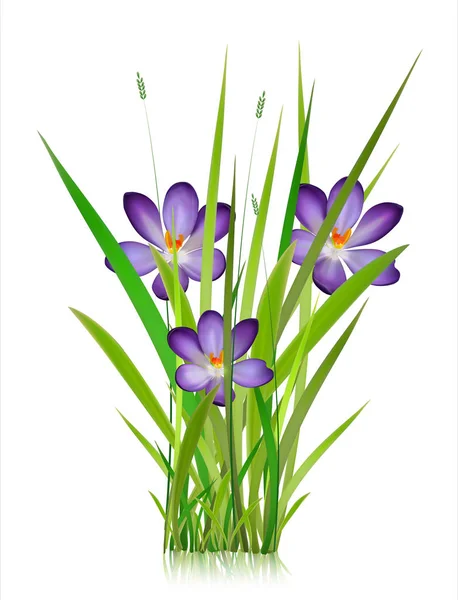 Vorfrühling Wald und Garten Blumen isoliert auf weißen Vektor-Set. Illustration der Natur Blume Frühling und Sommer im Garten — Stockvektor