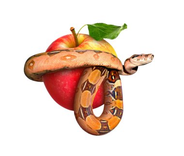 Beyaz bir arkaplanda yılan sarılmış elma.