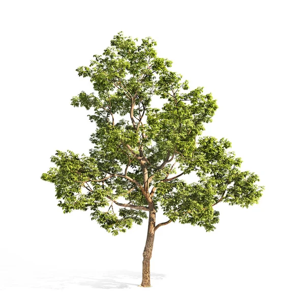 Albero Realistico Sfondo Bianco Illustrazione — Foto Stock