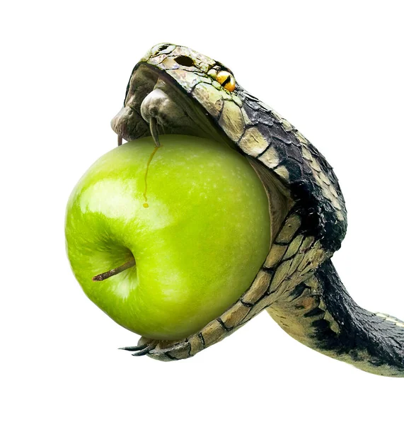 Snake Slikt Een Groene Appel Een Witte Achtergrond — Stockfoto