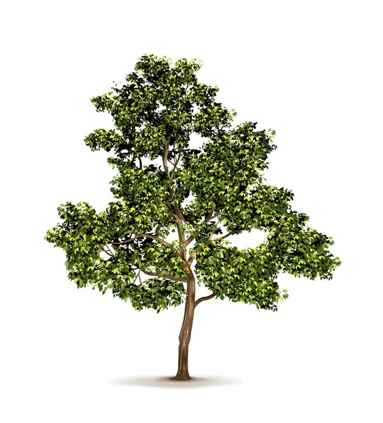 Grüner Baum Vektorillustration — Stockvektor