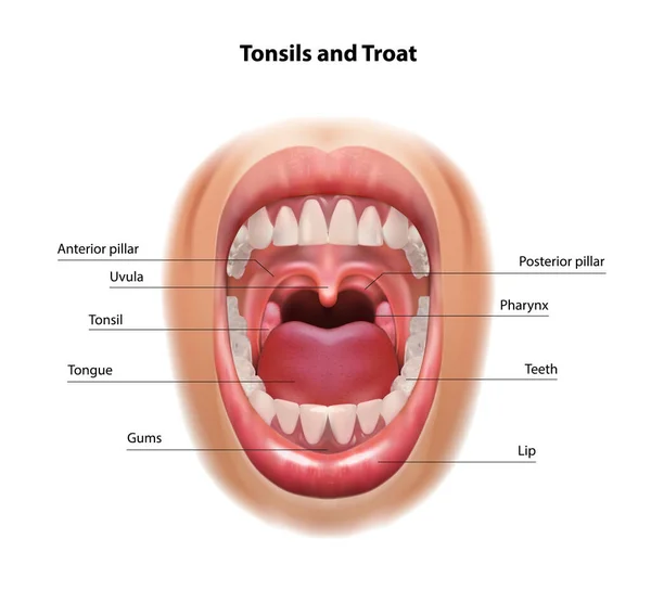 Kehle Und Mandeln Mundhöhle Medizinisches System Vektor Realistische Darstellung — Stockvektor