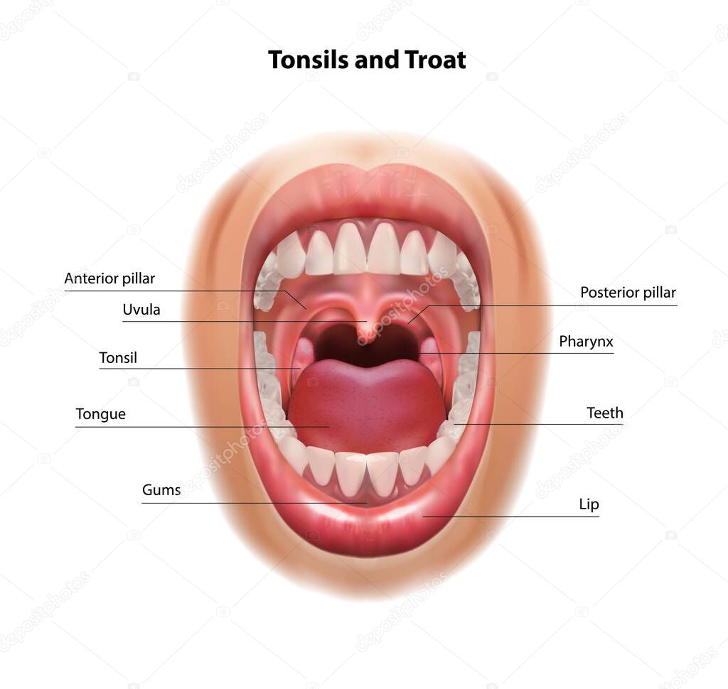 Throat and tonsils. Oral cavity. Medical scheme. Vector realistic illustration.