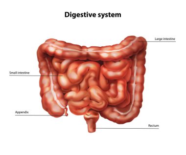 İnsan bağırsağının anatomisi. Vektör illüstrasyonu.