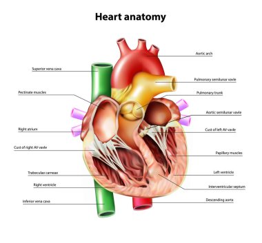 Kalbin anatomisi. Kalbin bir parçası. Vektör illüstrasyonu.