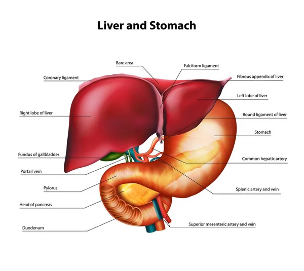 Anatomía Del Hígado Estómago Ilustración Realista Vectorial — Archivo Imágenes Vectoriales