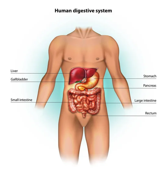Système Digestif Humain Illustration Vectorielle — Image vectorielle