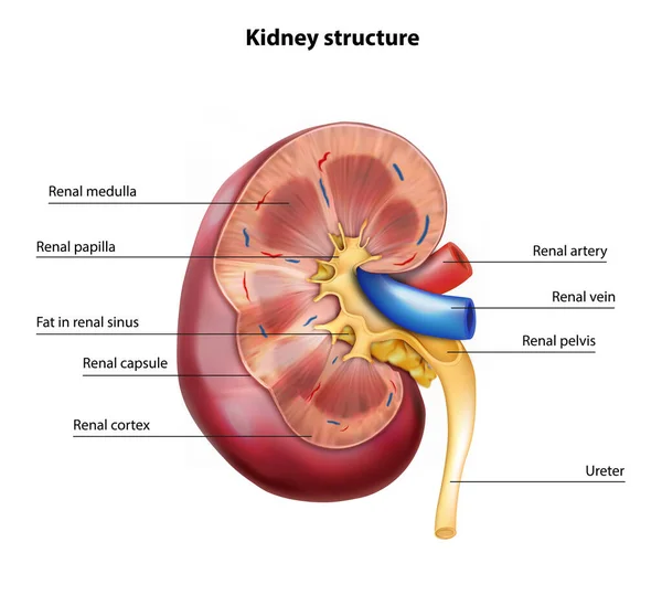 Estrutura Renal Ilustração Vetorial —  Vetores de Stock