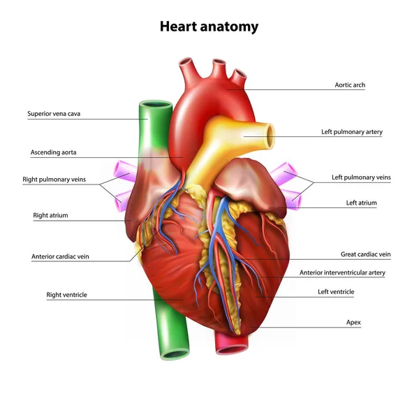 Anatomia Cardíaca Ilustração Vetorial — Vetor de Stock