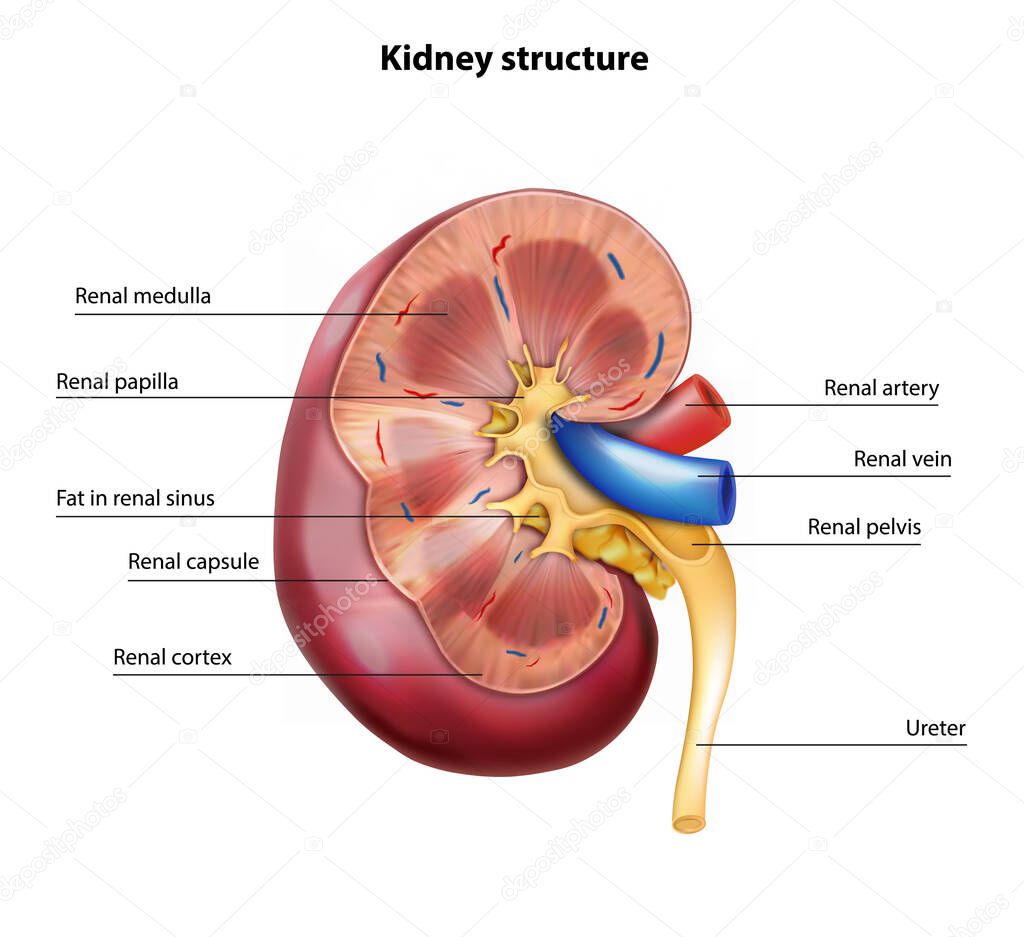 Kidney structure. Vector illustration.
