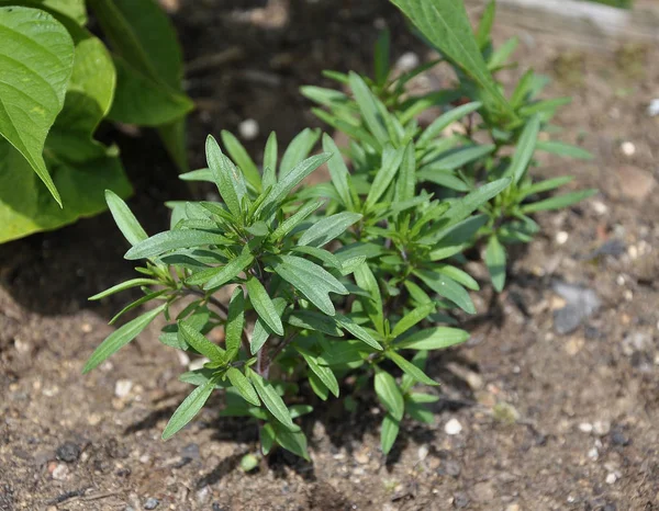 Salado de verano en cama de jardín — Foto de Stock