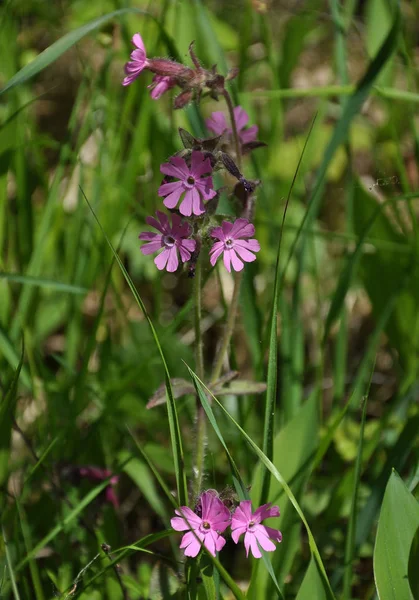 Doğal ortamda kırmızı campion