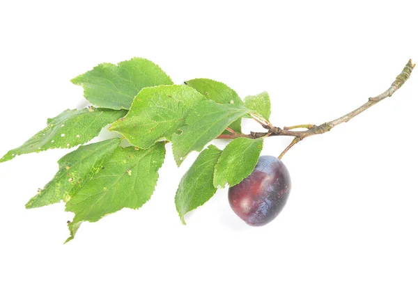 Plum with twig and leaves on white — Stock Photo, Image