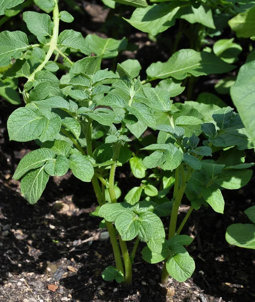Planta de patata en jardín vegable — Foto de Stock