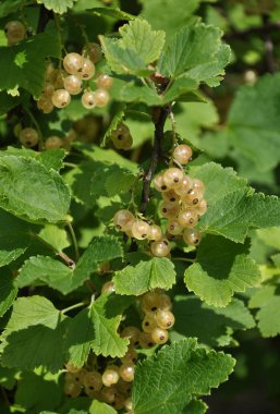 Meyve bahçesi tesisinde beyaz Frenk üzümü