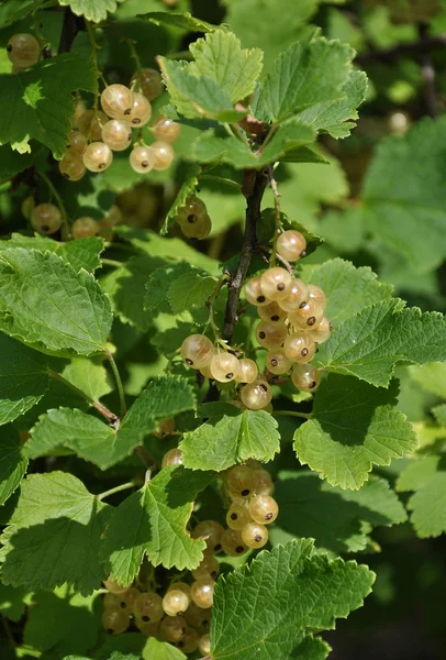 Meyve bahçesi tesisinde beyaz Frenk üzümü