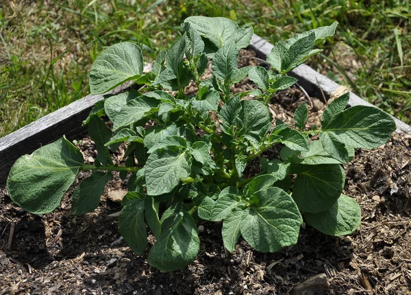 Planta de papa joven en jardín vegable — Foto de Stock