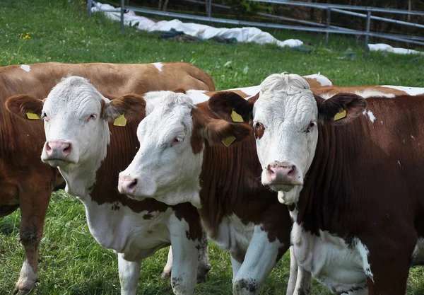 Cattle at grazing land — Stock Photo, Image