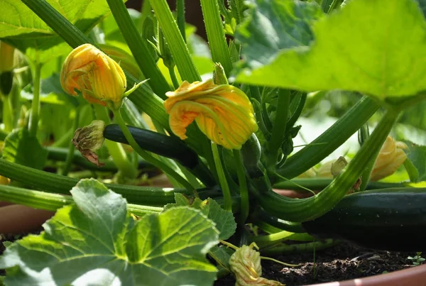 Zucchini i grönsakslandet — Stockfoto