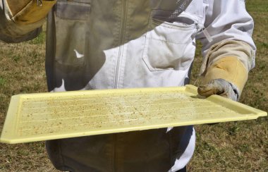 Varroa akarları için izleme kurulu
