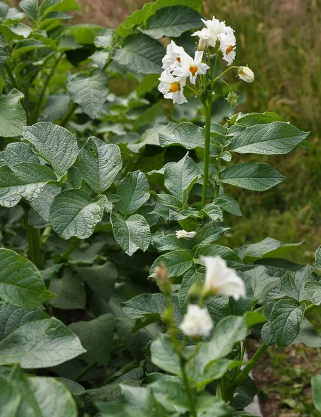 Piante di patate con fiori nell'orto — Foto Stock