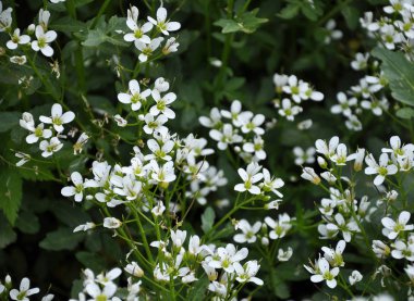 Sulak yerde su teresi