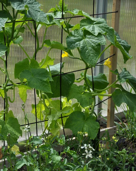 Gurka växt med blommor i gröna huset — Stockfoto