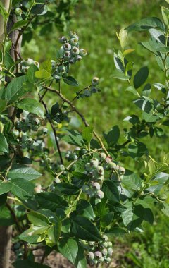 Highbush blueberry Bahçe olgunlaşmamış meyveleri ile