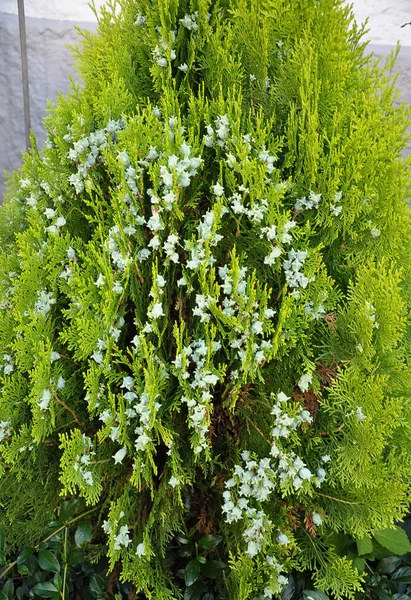 Blooming Thuja at garden — Stock Photo, Image