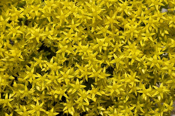 Goldmoss stonecrop at garden bed — Stock Photo, Image