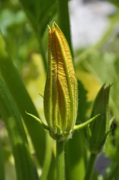 Zucchini blossom in vegetable garden — Stock Photo, Image