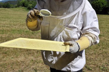 Varroa akarları için izleme kurulu