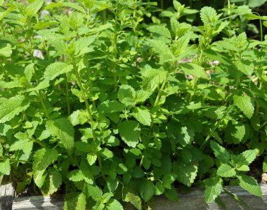 Melisa bahçe yataklar