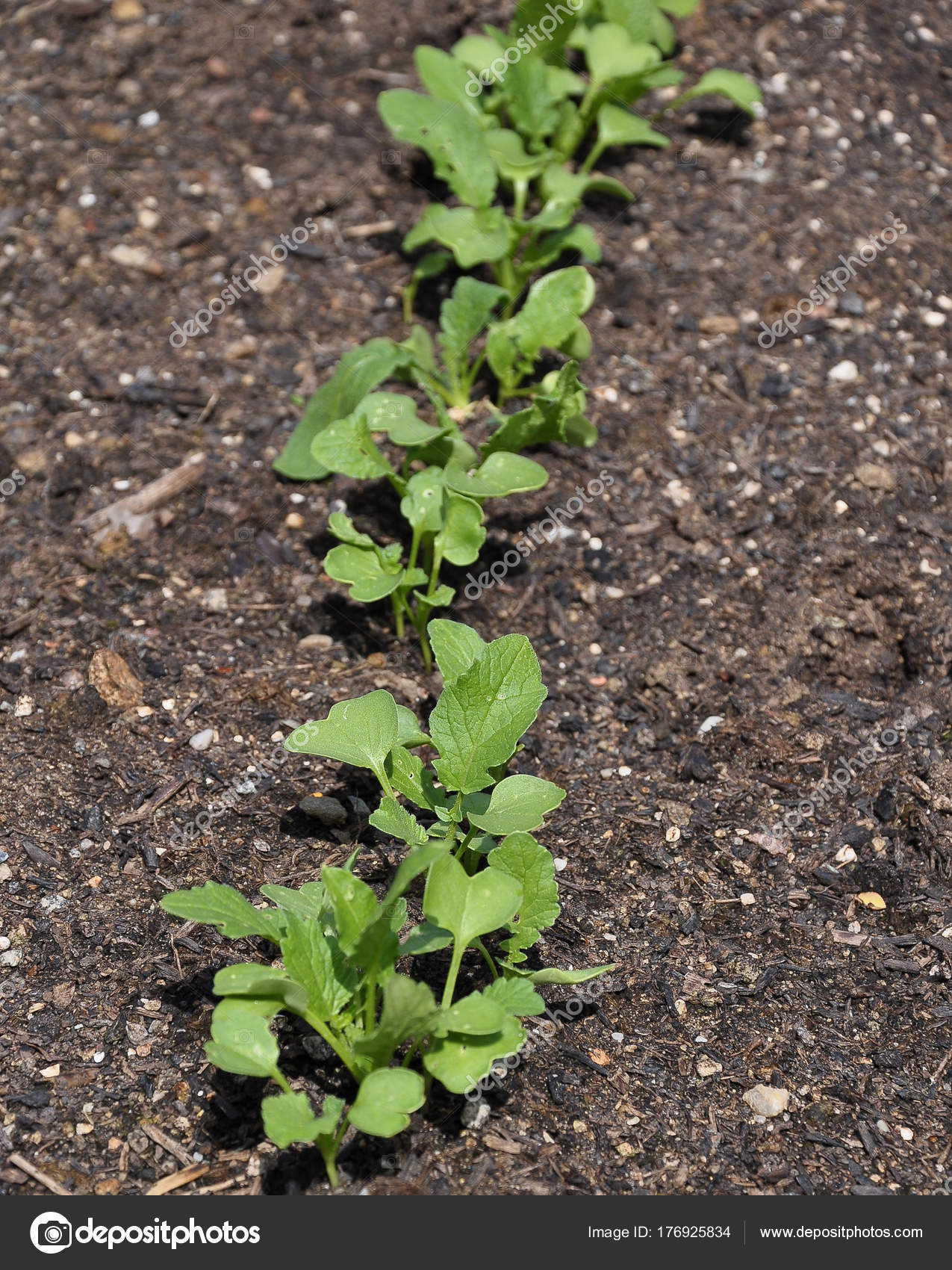Young Radish Plant In Vegetable Garden Stock Photo Image By C Lantapix Young Radish Plant In Vegetable Garden Stock Photo Image By C Lantapix