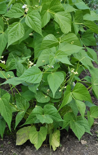 Bush bean blossoms in vegatable garden — Stock Photo, Image