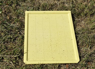 Varroa akarları için izleme kurulu