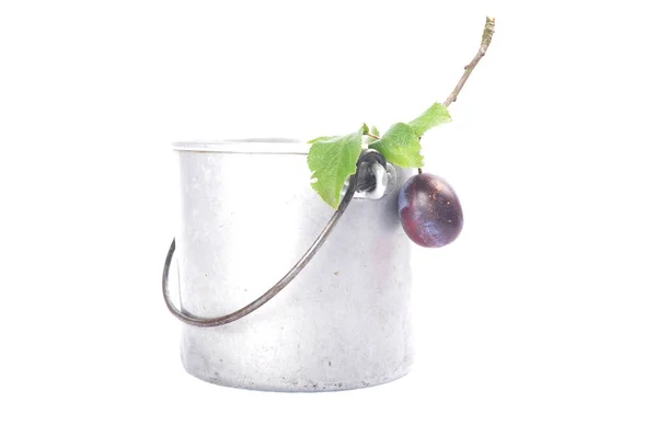 Tin bucket with twig and plum — Stock Photo, Image