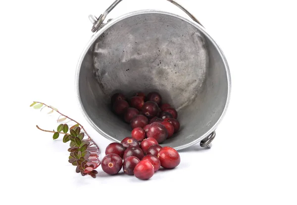 白色小枝和锡桶蔓越莓 — 图库照片