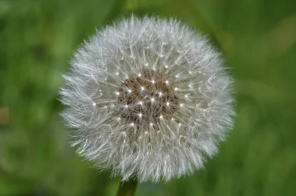Dandelion in natural environment — Stock Photo, Image