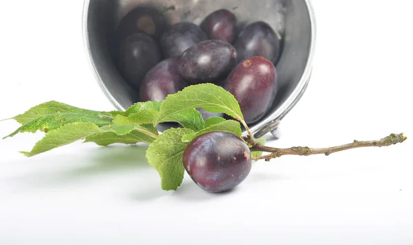 Plums with twig and leaves out of tin bucket — Stock Photo, Image