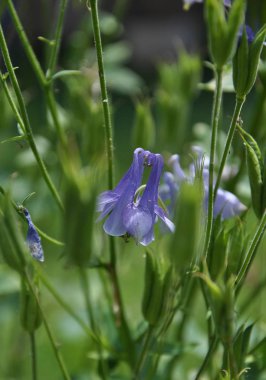 Columbine çiçek yatakta
