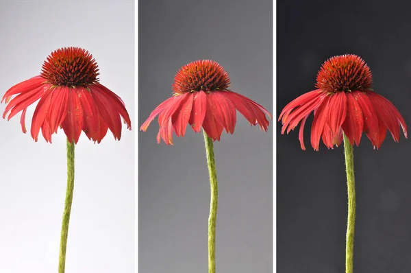 Echinacea kwiaty jako kolaż — Zdjęcie stockowe