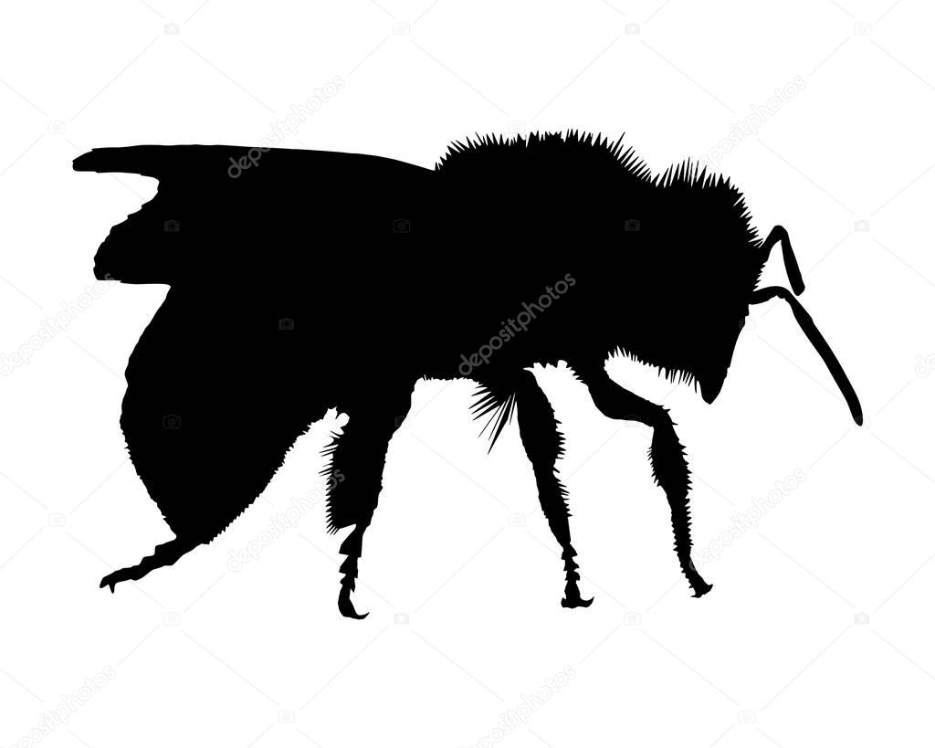 Silhouette of a bee on white background