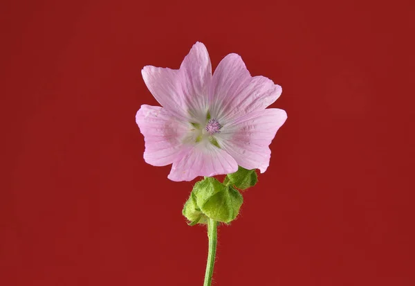 Musk Mallow Red Background — Stock Photo, Image