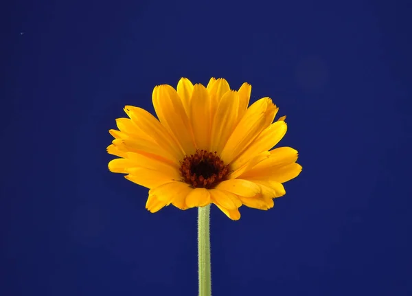 Common Marigold Blue Background — Stock Photo, Image