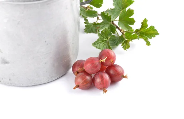 Gooseberry Twig Tin Bucket — Stock Photo, Image