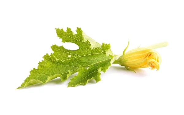 Zucchiniflower Leaf White Background — Stock Photo, Image
